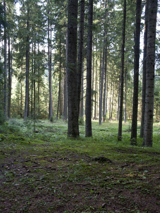 A thick spruce forest