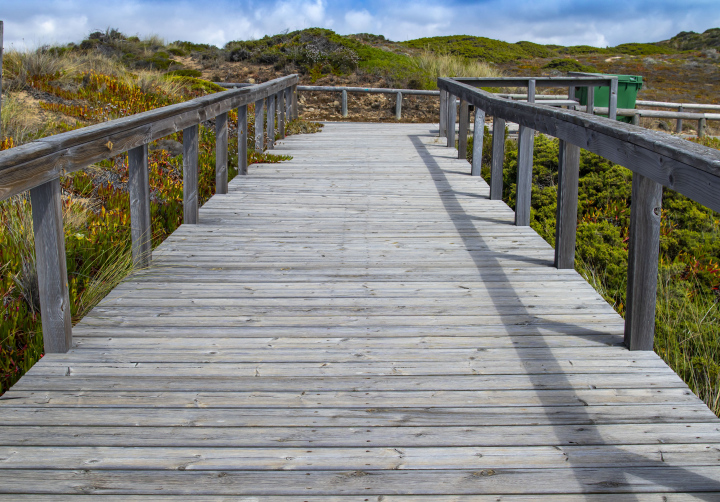 Platform walk from planks between coastal vegetation.