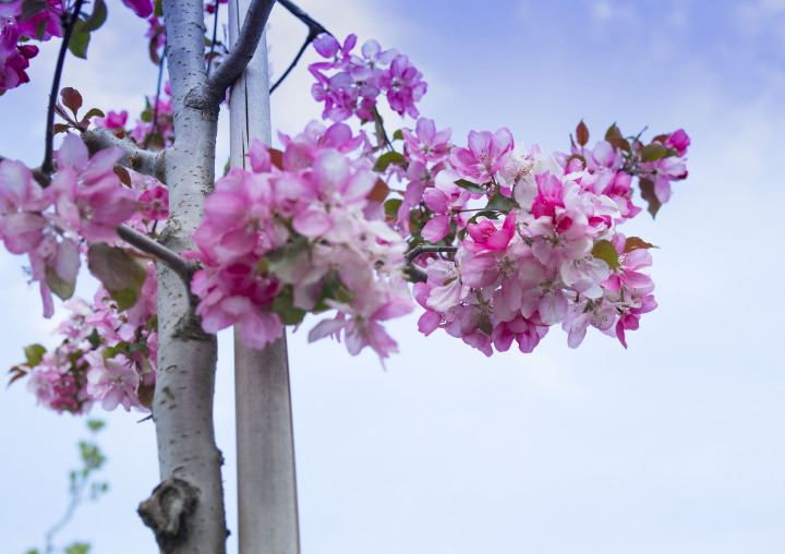 Ornamental Apple Tree Flowers