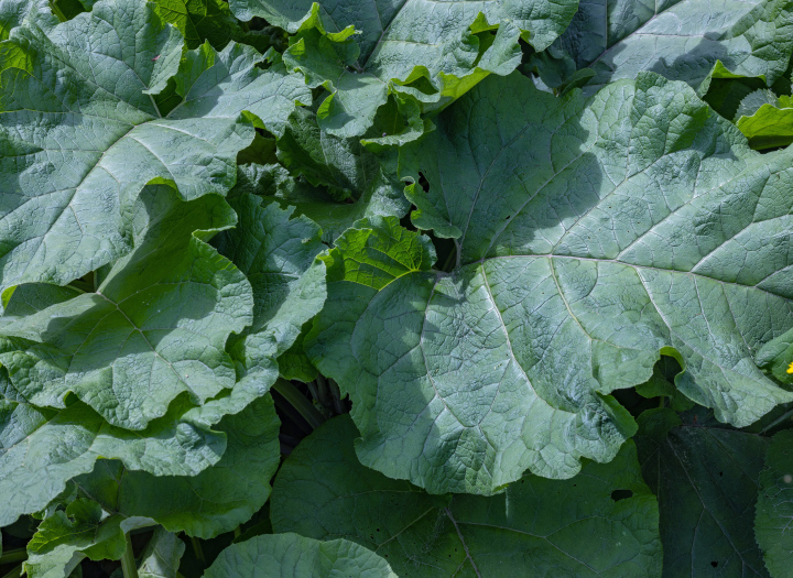 Burdock leaves