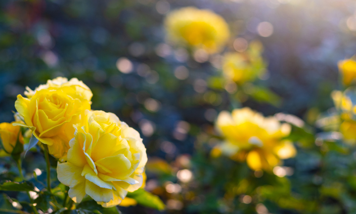 Yellow Roses in the Garden