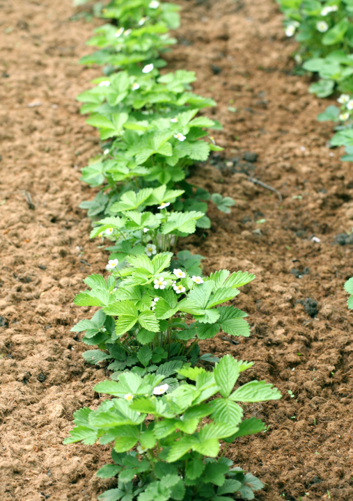 Strawberries In The Garden