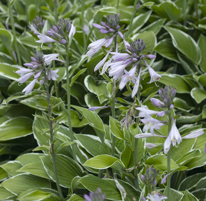Blossoming Hosta