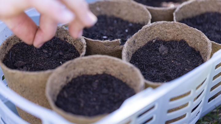 Sowing seeds into peat pots