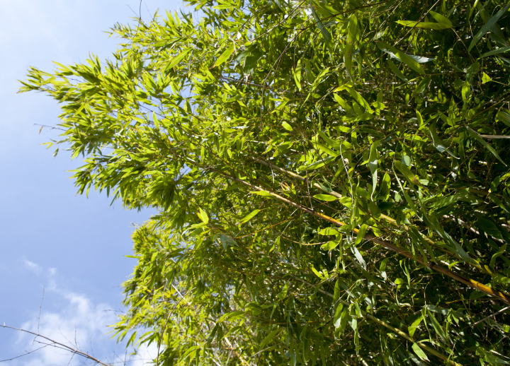 Bamboo in the group