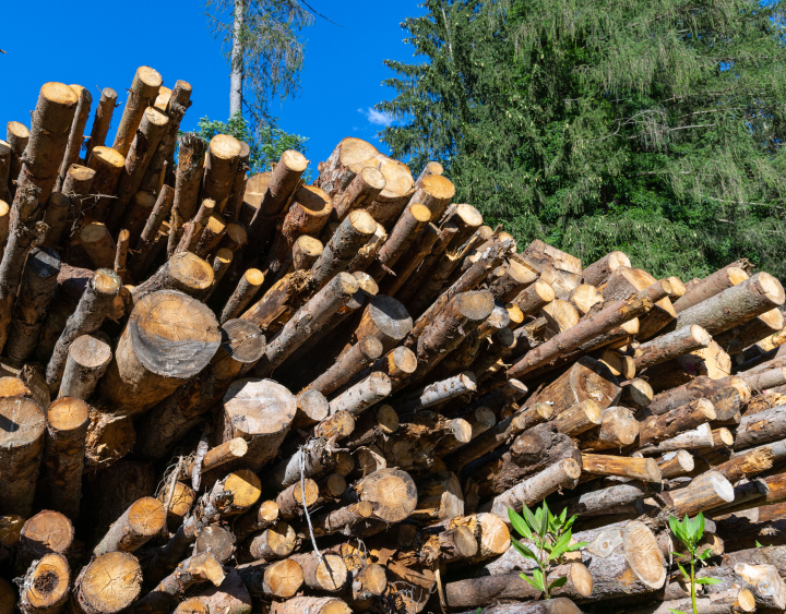 Felled trees. Firewood.