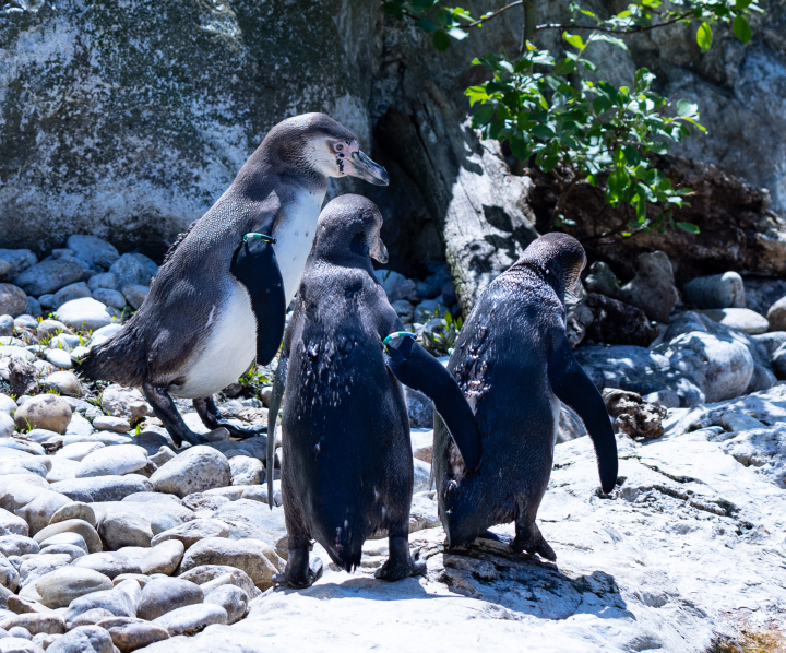 A flock of Penguins in the zoo