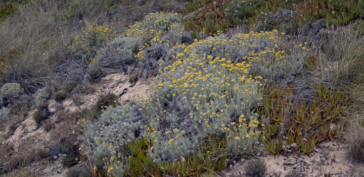 Plants on the ocean shore