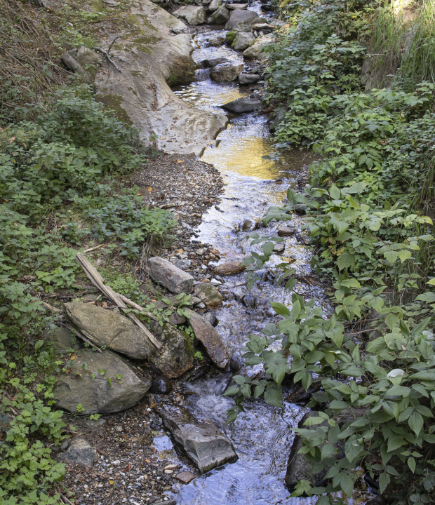 Narrow Brook