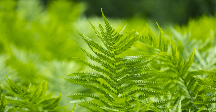 Green fern leaves