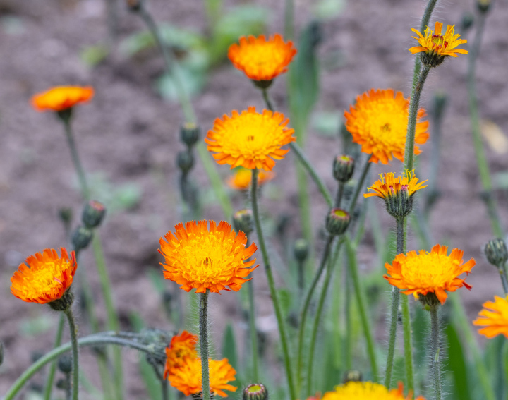 Orange hawkweed flowers in the garden