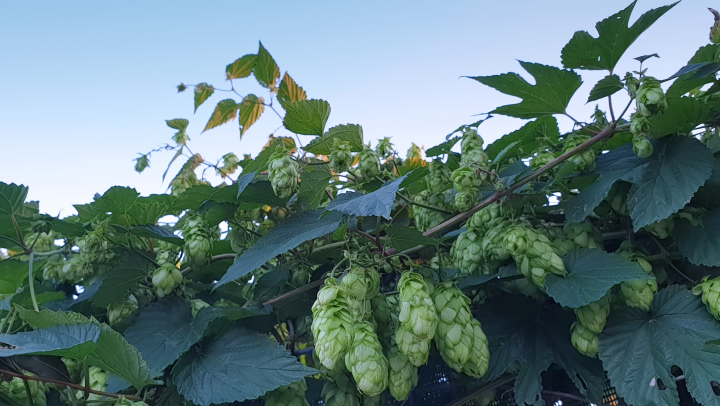 Wild Hops On The Fence