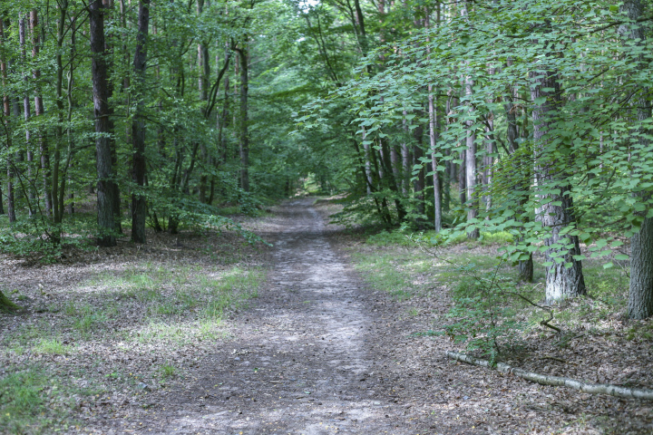 Path through the forest