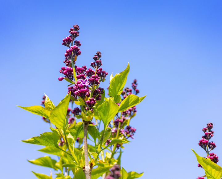 Lilac buds on branches.