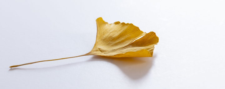 Ginkgo dry leaf