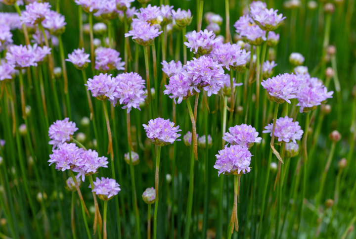 Seaside Zaciąg ; pour. Armeria maritima