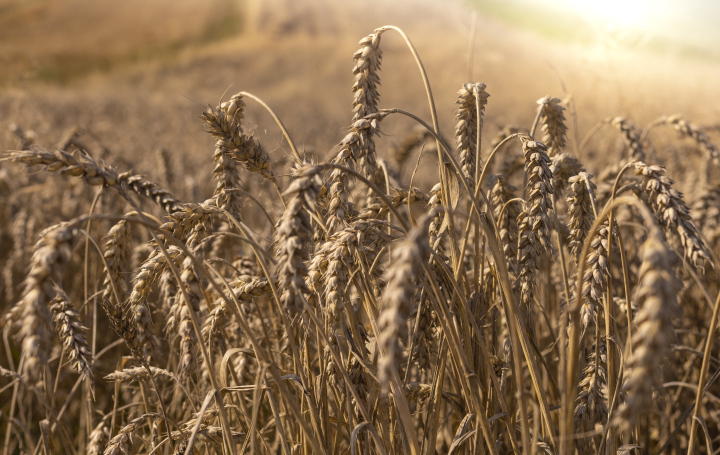 Cereal Cultivation, grain ears.