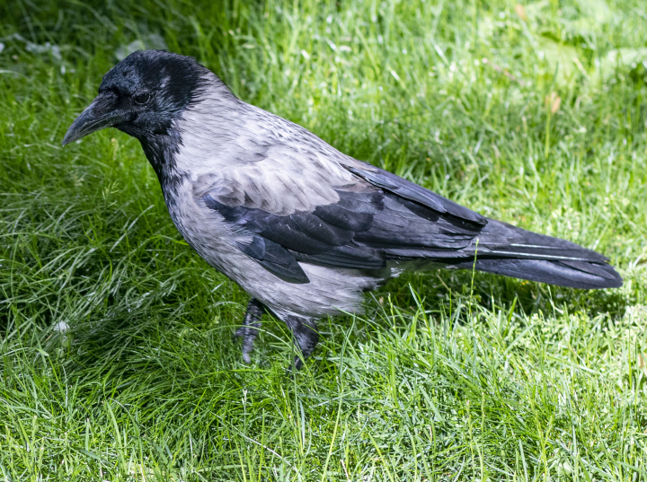 Gray crow on grass