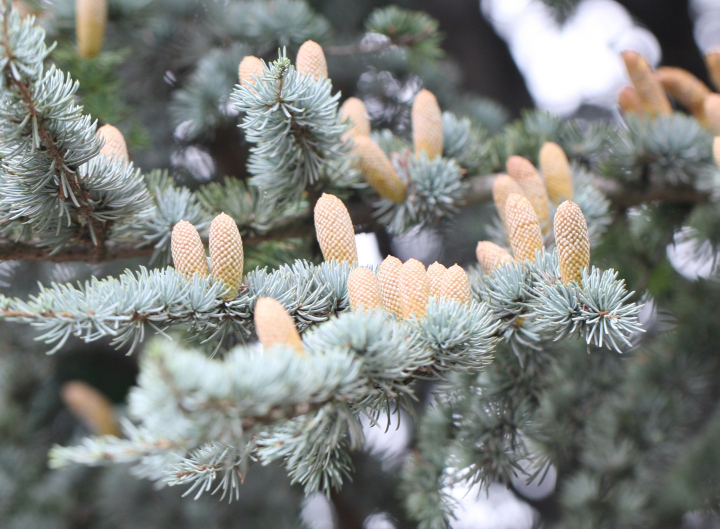 Cedar cones