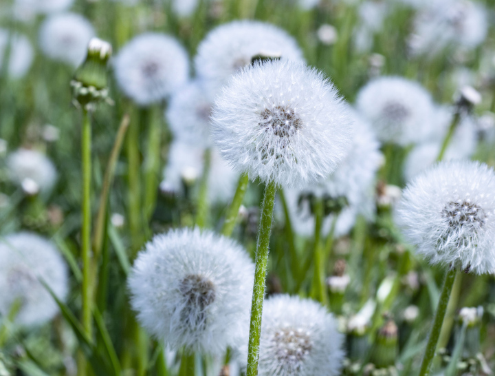 Meadow with dandelions