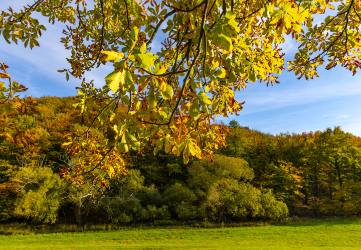 Chestnut leaves in an autumn landscape