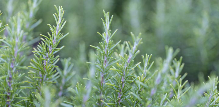 Rosemary Leaves and Branches