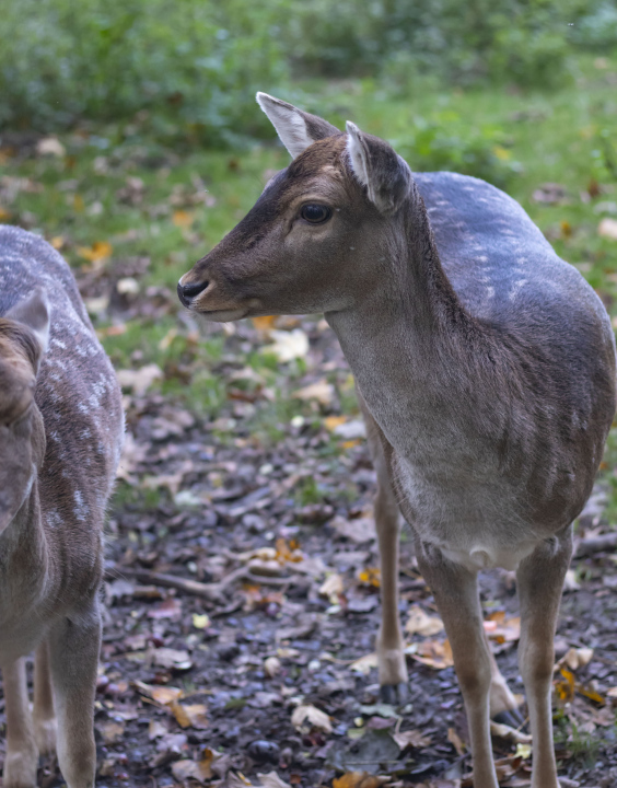 Young deer in the forest