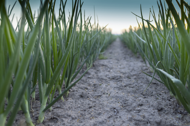 Growing Onions