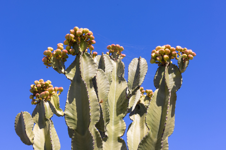 Candelabrum spurgeons