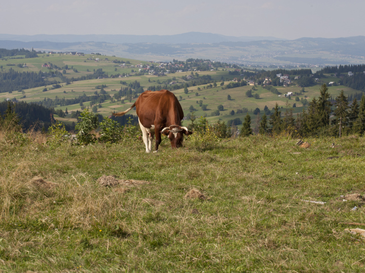 Cow On Mountain Meadow