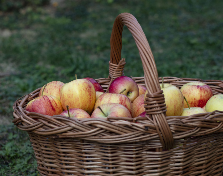 Harvested apples Harvested in a wicker basket