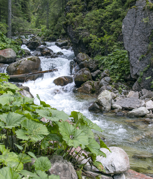 Rushing Mountain Stream