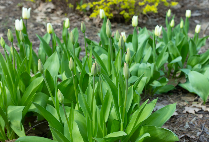 Green Tulip Buds in the garden