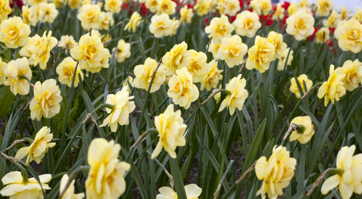 Yellow daffodils