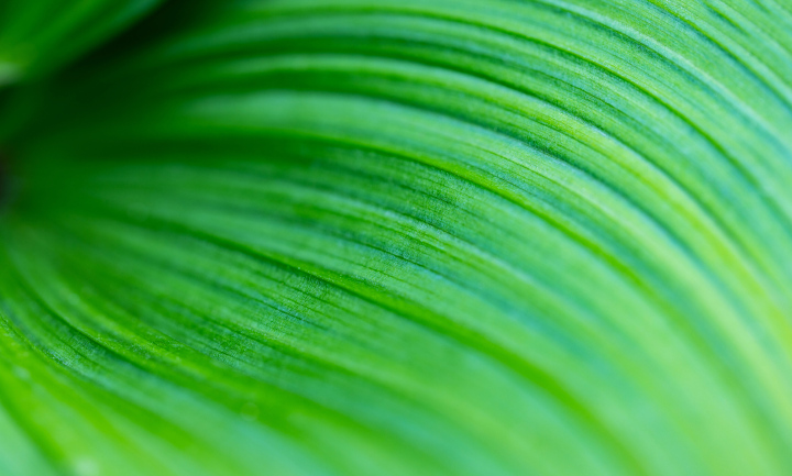 Green leaf, blurry background, nature
