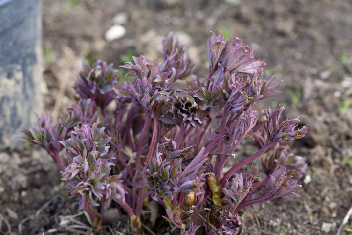 Young peony shoots