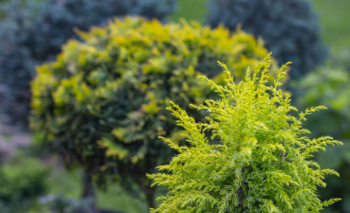 Coniferous bushes free picture