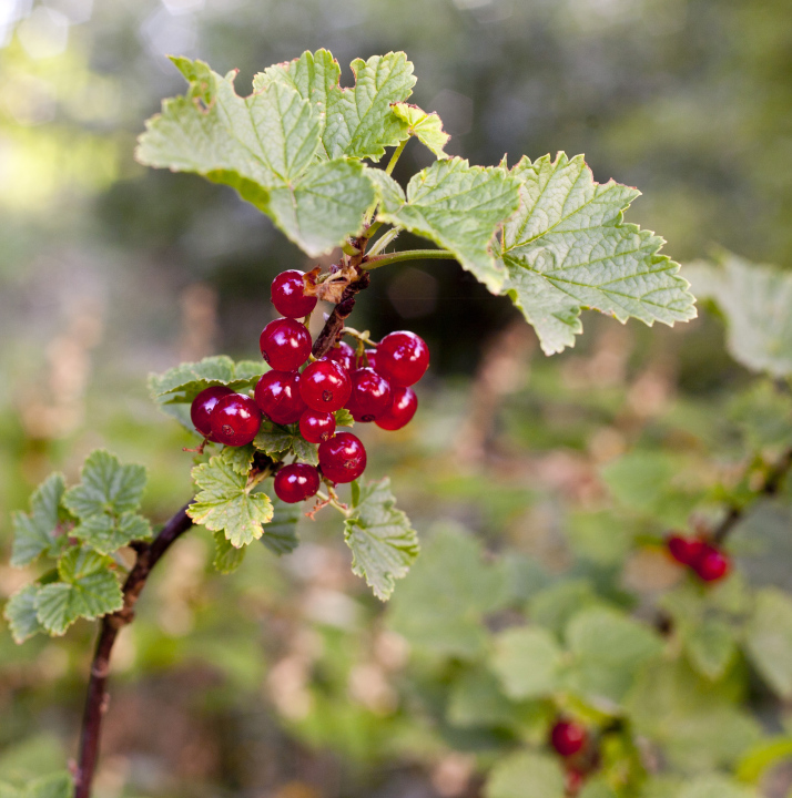 Red currant on the bush