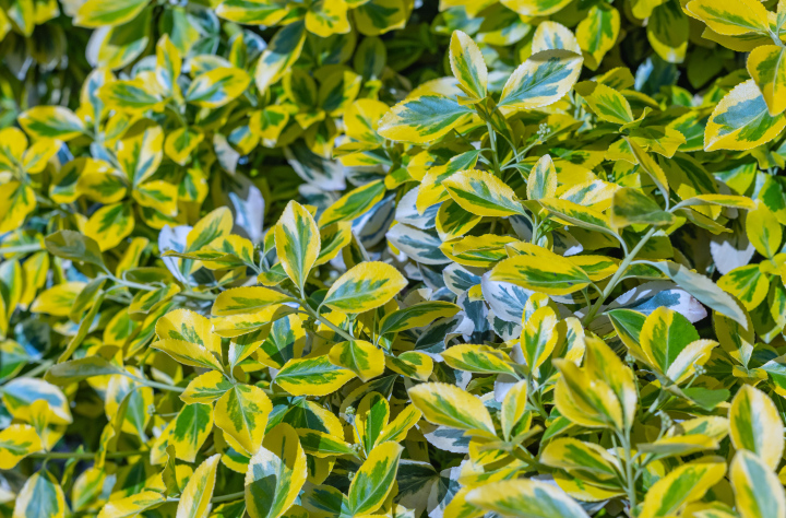 Spindle Fortune 'Emerald Gold' leaves