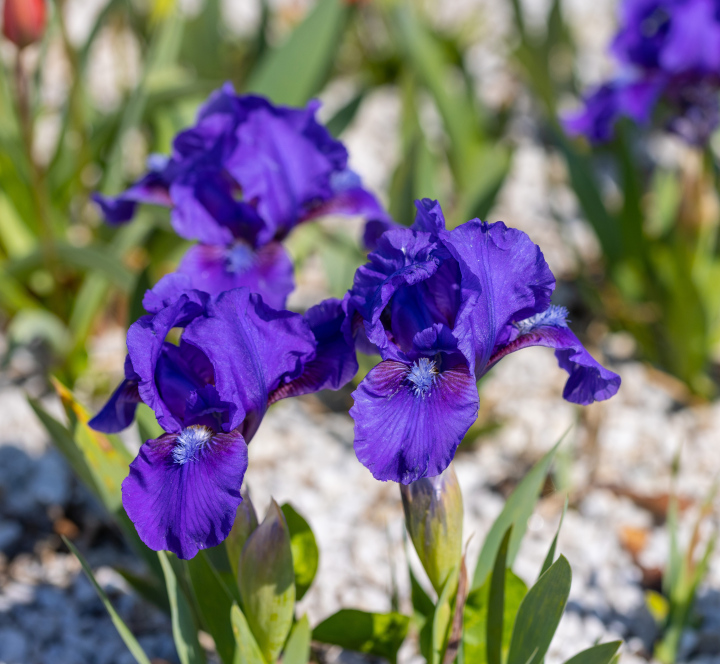Purple Irises stock photo