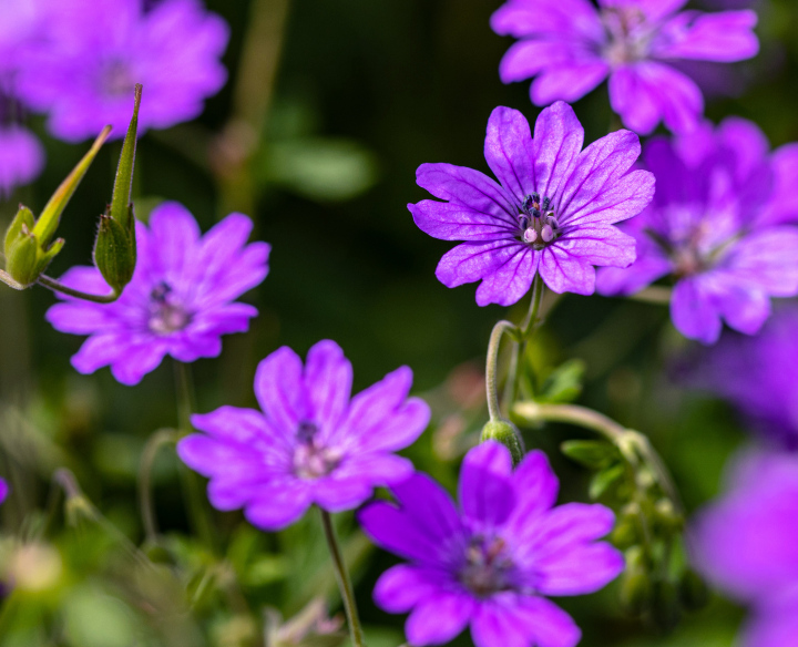 Geranium is a large-petal flowering perennial