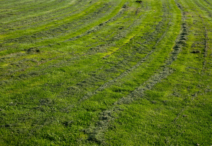 Grass After Mowing