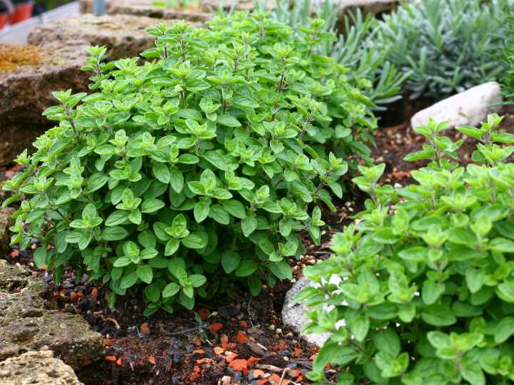 Oregano In The Garden