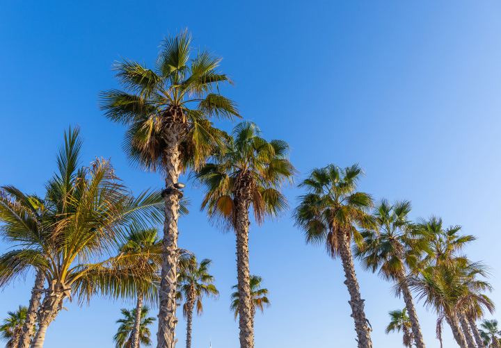 Rows of Tall Palms