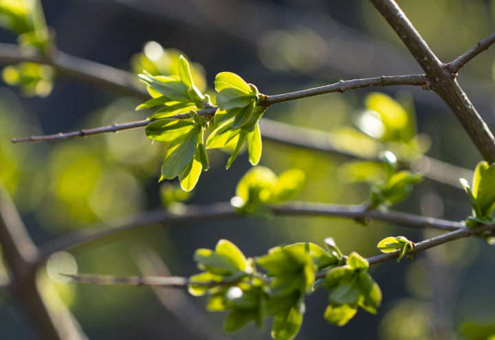 Young Leaves on the Shrub