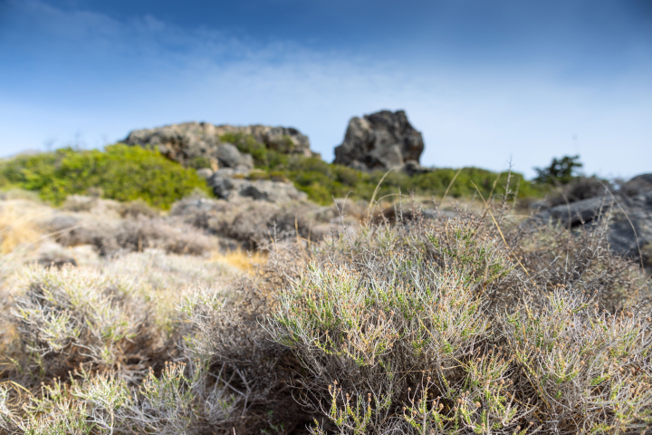 Dry vegetation on the rocks