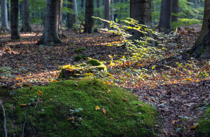 Withered leaves and moss in the forest