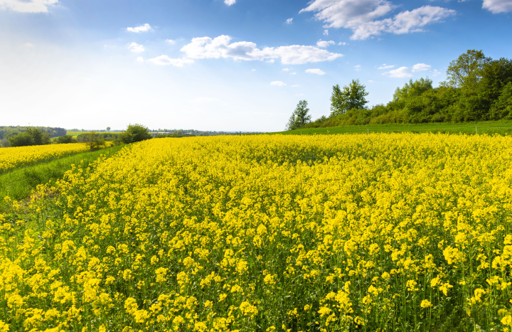 Cultivated field, blooming rapeseed.