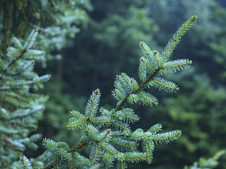 Spruce branches