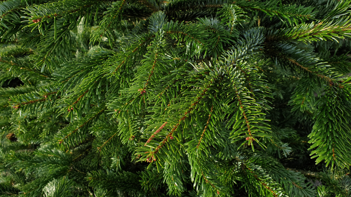 Green Fir Branches